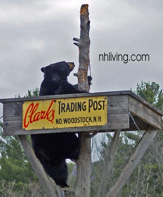 A black bear in a tree near the sign for Clark's trading Post in New Hampshire